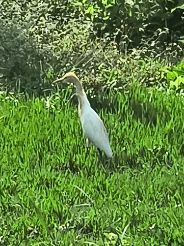 Eastern Cattle-Egret