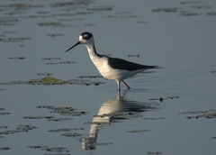 Himantopus mexicanus mexicanus