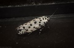 Ethmia clytodoxa