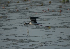 Himantopus mexicanus mexicanus