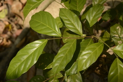 Dichapetalum gelonioides