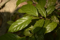 Dichapetalum gelonioides
