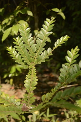 Diospyros buxifolia