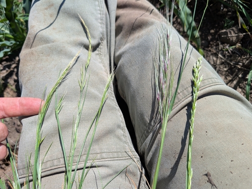 rattail sixweeks grass (Festuca myuros)