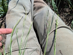Ken-ichi Ueda, CC BY, iNaturalist via GBIF Festuca myuros, photograph Ken-ichi Ueda, CC BY, iNaturalist via GBIF