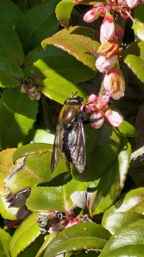 Unknown species found near McKinleyville, CA 95519, USA