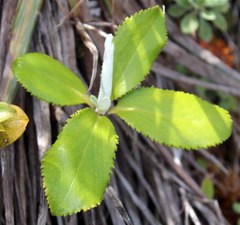 Macrolearia colensoi