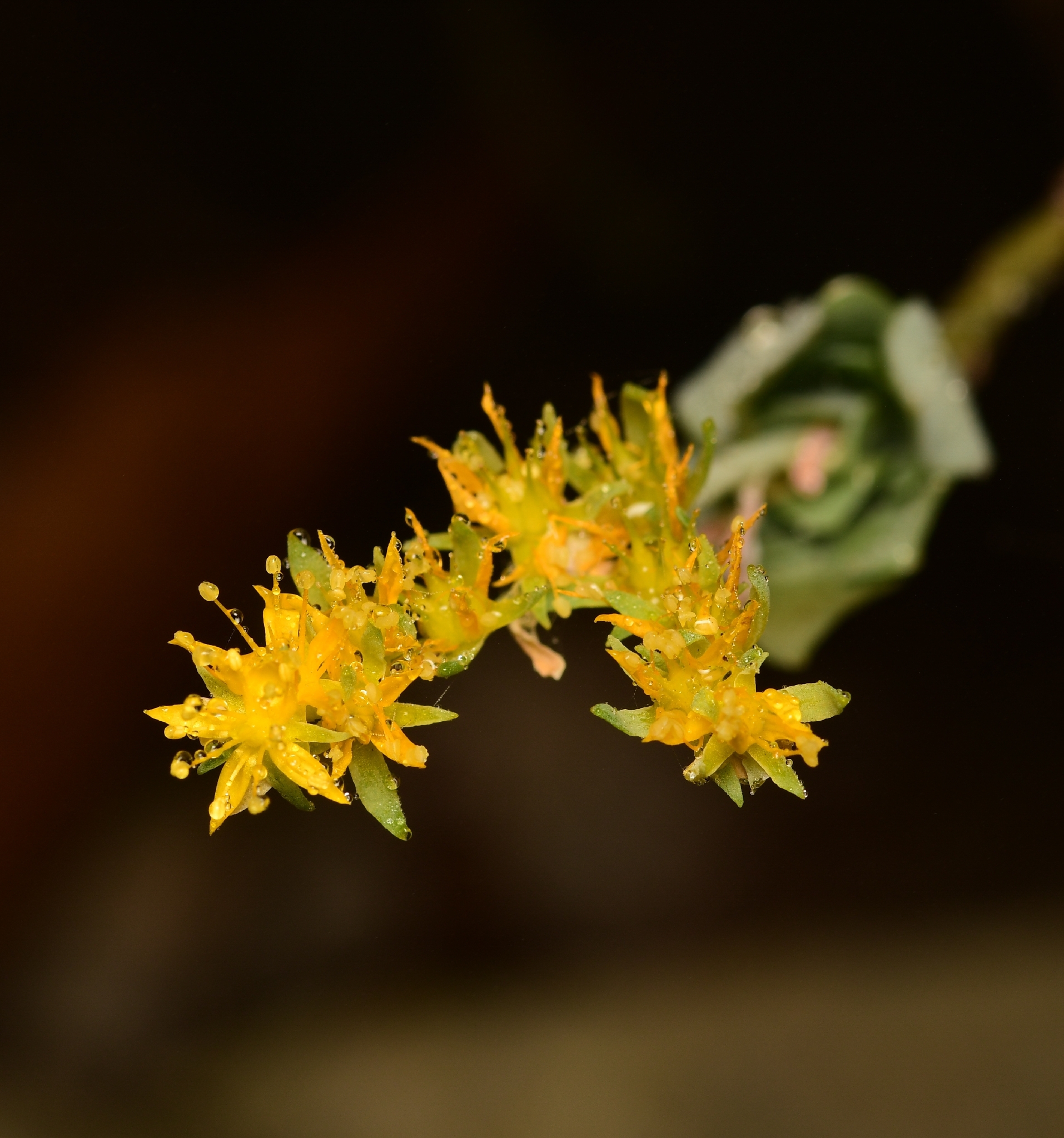 Imagem de Sedum Palmeri