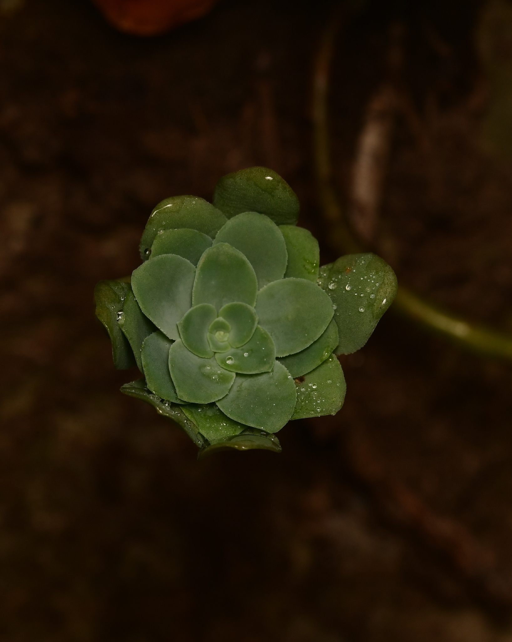 Imagem de Sedum Palmeri