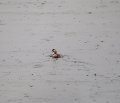 Tachybaptus ruficollis
