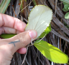 Macrolearia colensoi