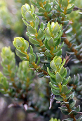 Olearia nummulariifolia