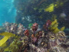 Pyura gibbosa