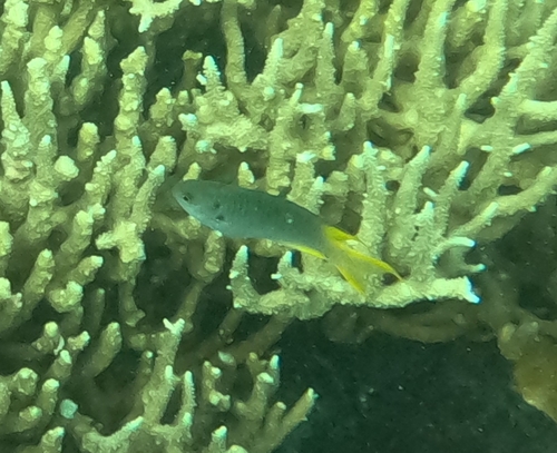 Neopomacentrus sororius observed 2026-03-12