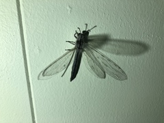 Heoclisis