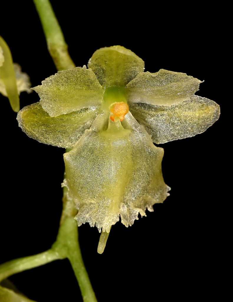 Rhipidoglossum pulchellum