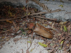 Neoplocaederus obesus