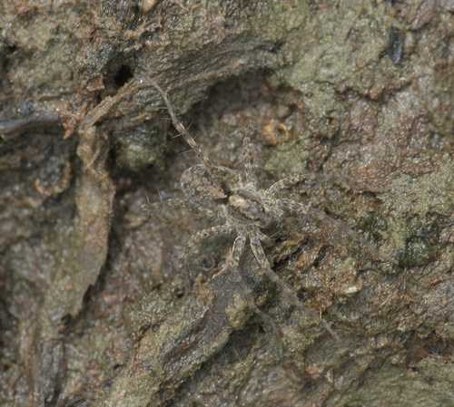 Shore Spider photo 6