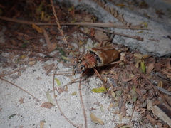 Neoplocaederus obesus