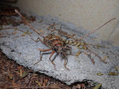 Neoplocaederus obesus