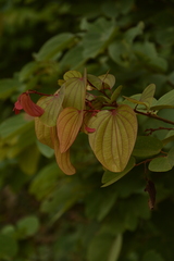 Bauhinia phoenicea