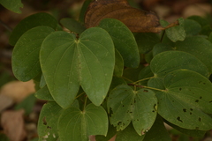 Bauhinia phoenicea