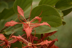 Bauhinia phoenicea