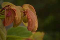 Bauhinia phoenicea