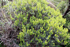 Olearia nummulariifolia