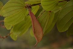 Bauhinia phoenicea