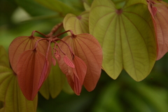 Bauhinia phoenicea