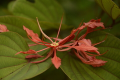 Bauhinia phoenicea