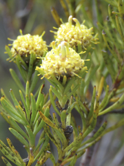 Leucadendron brunioides brunioides