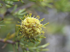 Leucadendron brunioides brunioides