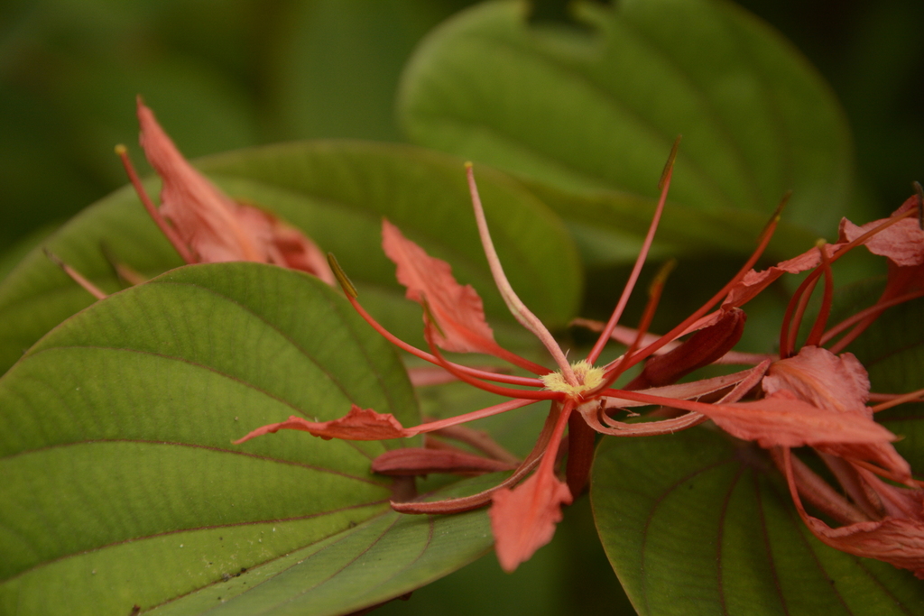 Bauhinia phoenicea