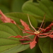 Bauhinia phoenicea - Photo (c) Siddarth Machado, μερικά δικαιώματα διατηρούνται (CC BY), uploaded by Siddarth Machado