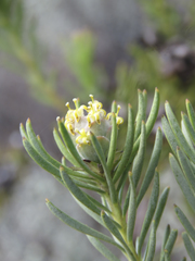 Leucadendron brunioides brunioides