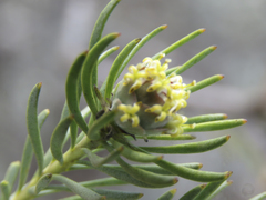 Leucadendron brunioides brunioides