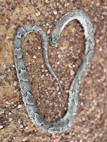 Wagler's Snake