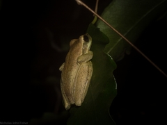 Litoria revelata