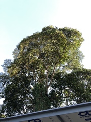 Campnosperma auriculatum