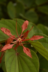 Bauhinia phoenicea