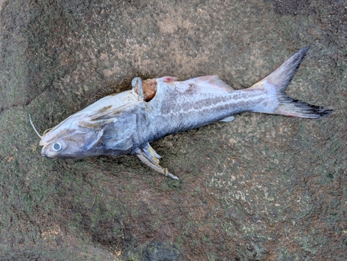 Cocosoda catfish (Pseudauchenipterus nodosus) — Auchenipteridae