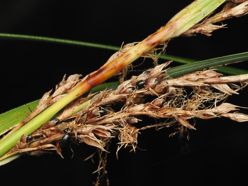 Cutty grass (Gahnia lacera)