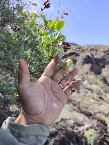 Baja California Stegnosperma (Stegnosperma halimifolium)