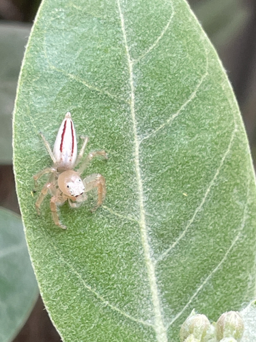Two-striped Telamonia
