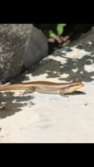 Trachylepis wahlbergii