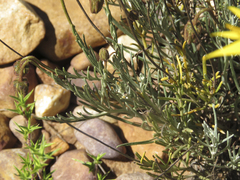Heterolepis peduncularis