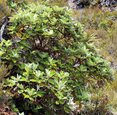 Macrolearia colensoi