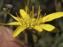 Heterolepis peduncularis